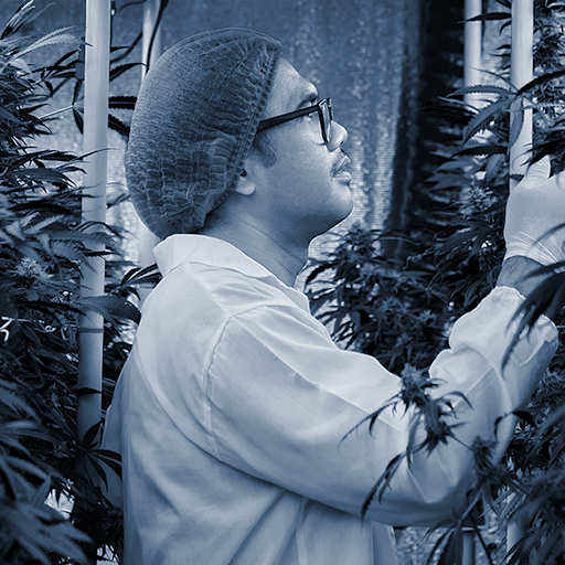 Man inspecting cannabis plants
