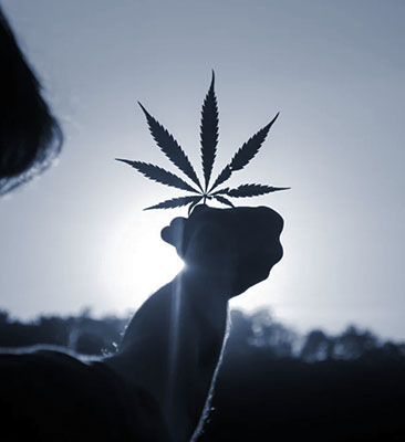 person holding cannabis plan leaf