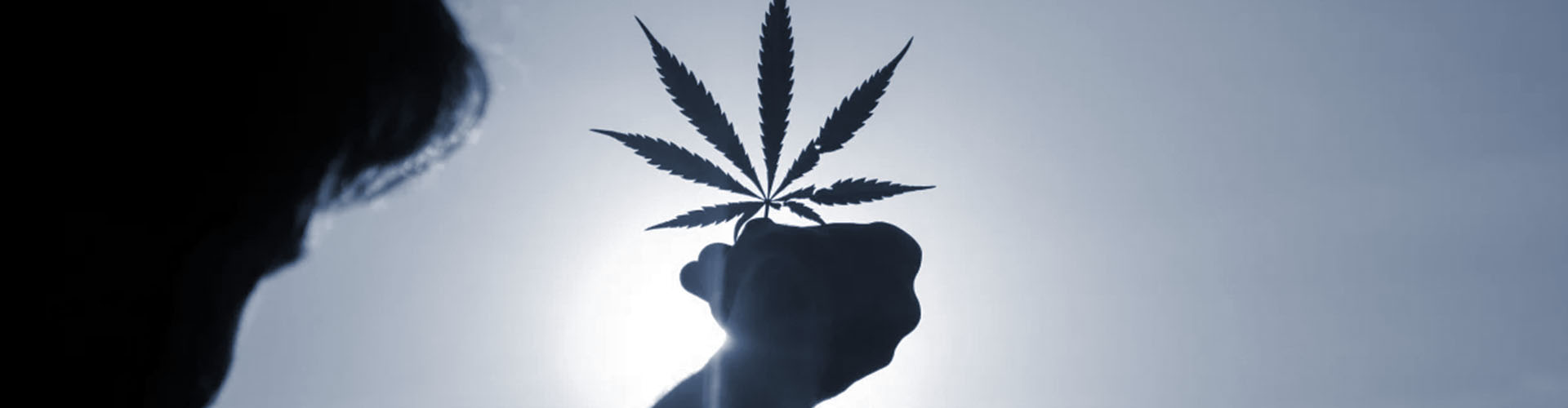 person holding cannabis plan leaf