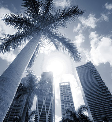 Palm trees and skyscraper buildings