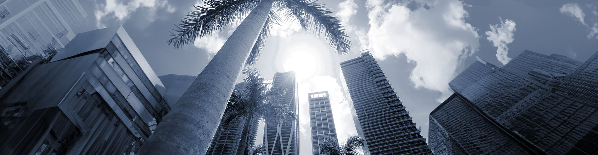 Palm trees and skyscraper buildings